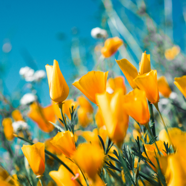Spring Decoratons